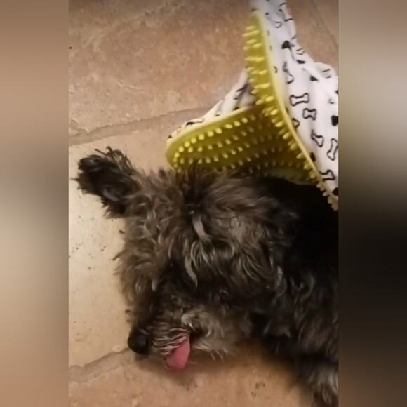 NEW Pet Fur Grooming GLOVE BRUSH Mitt for Dogs Cats RabbitsSoothing Comfort - Picture 5 of 7